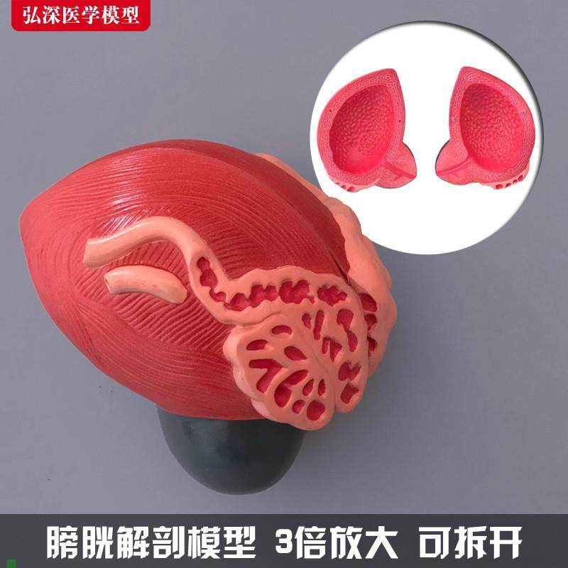 膀胱模型人体男性前列腺s3倍放大泌尿生殖系统结构造教学医学模具