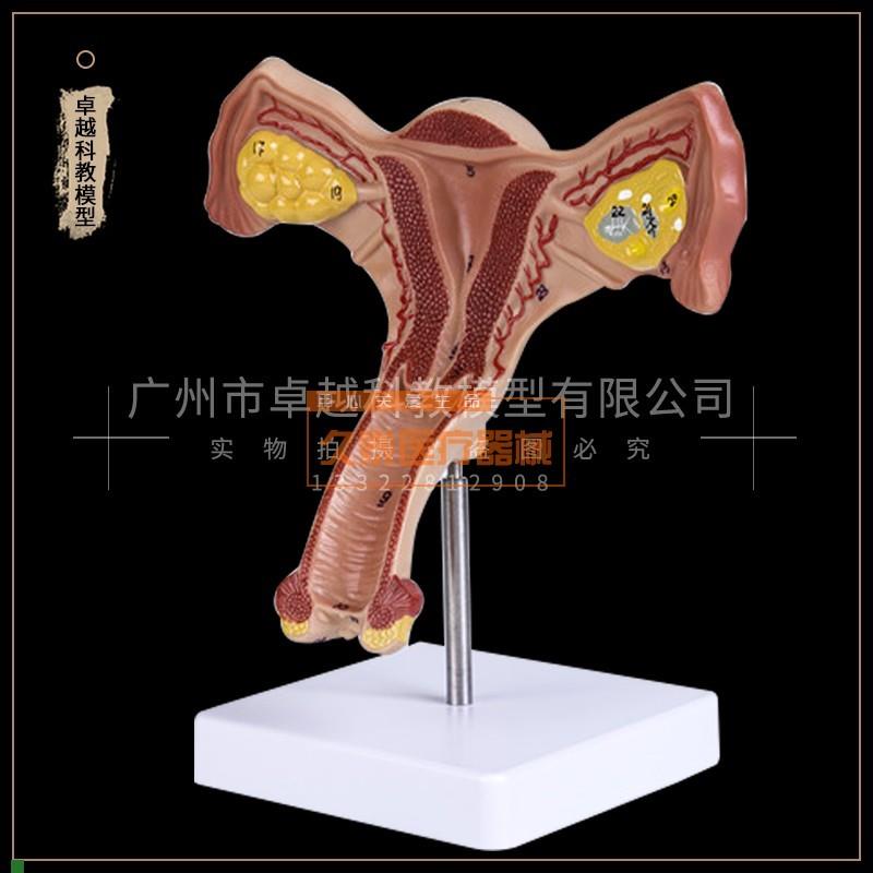 人体子宫卵巢阴道女性内外生殖器官模型生殖科W妇科医用演示