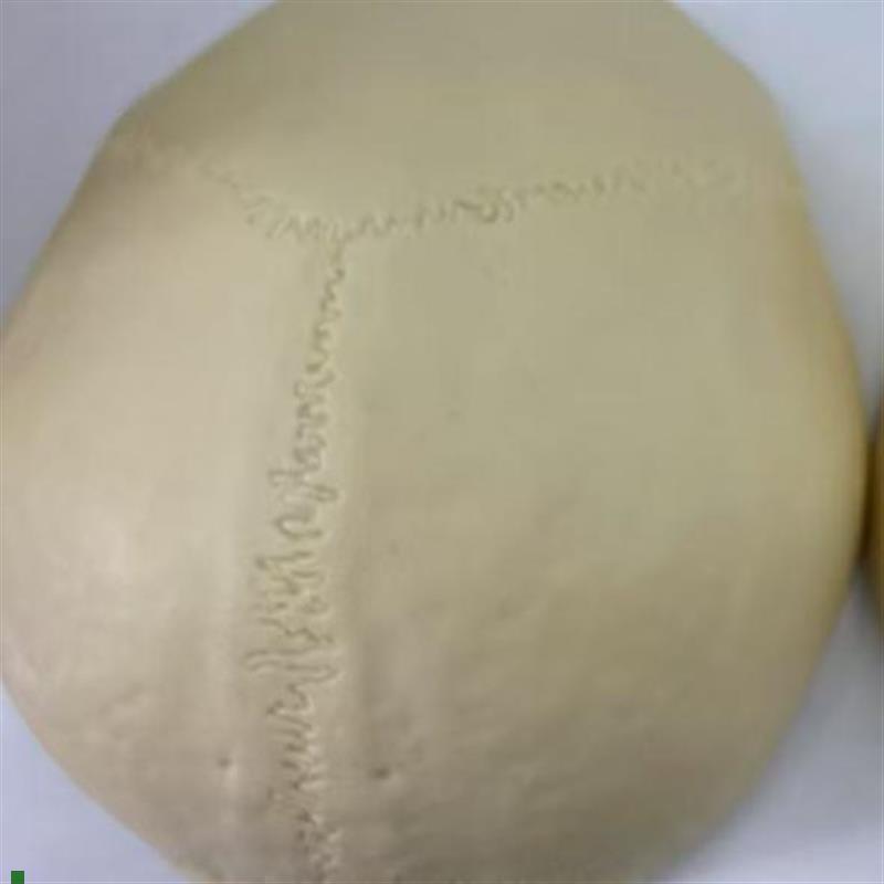 颐诺ENOVO仿真头盖骨A模型树脂材质人体等比大小