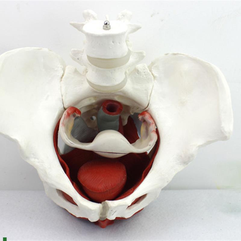 ENOVO颐诺女性骨盆盆底肌群模型生殖器官韧带女盆腔.附件结构膀