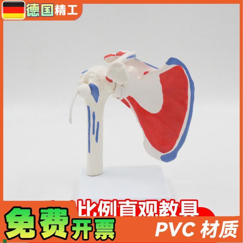 德国】肩关节模型可拆可q弯曲带肌肉起止点骨科健身瑜伽教学演示