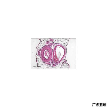 ENOVO颐诺高教科研生e物切片组胚切片小动静脉