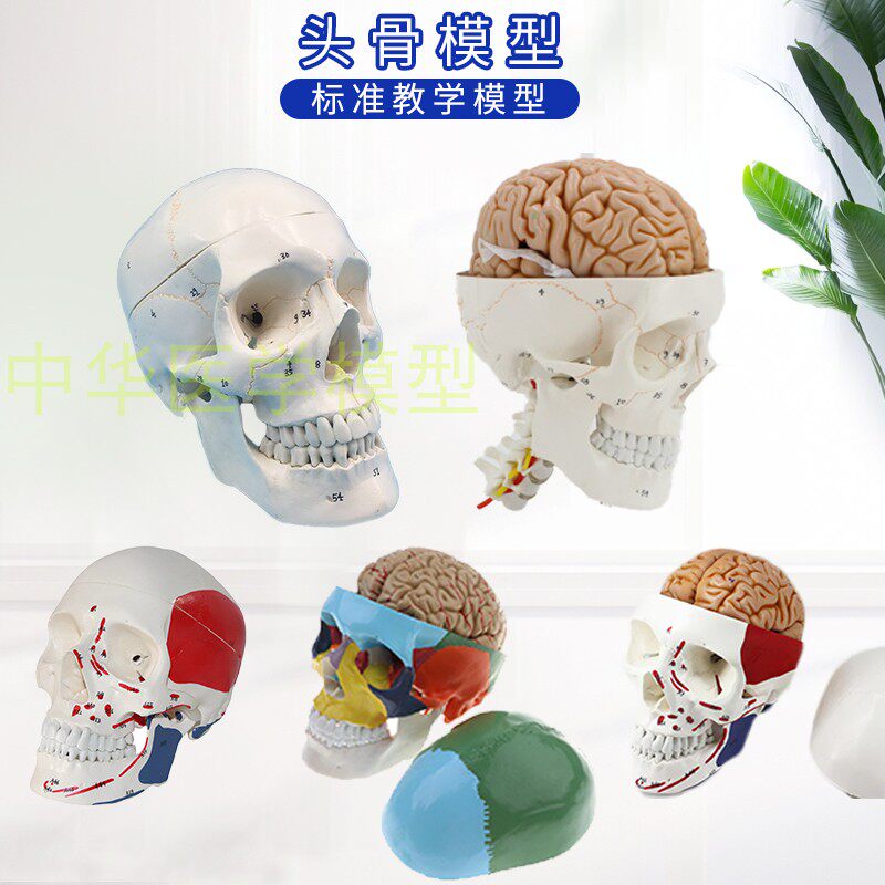 成人一比一医学仿真人体头骨x模型头颅骨解剖数字编码标识骷髅标