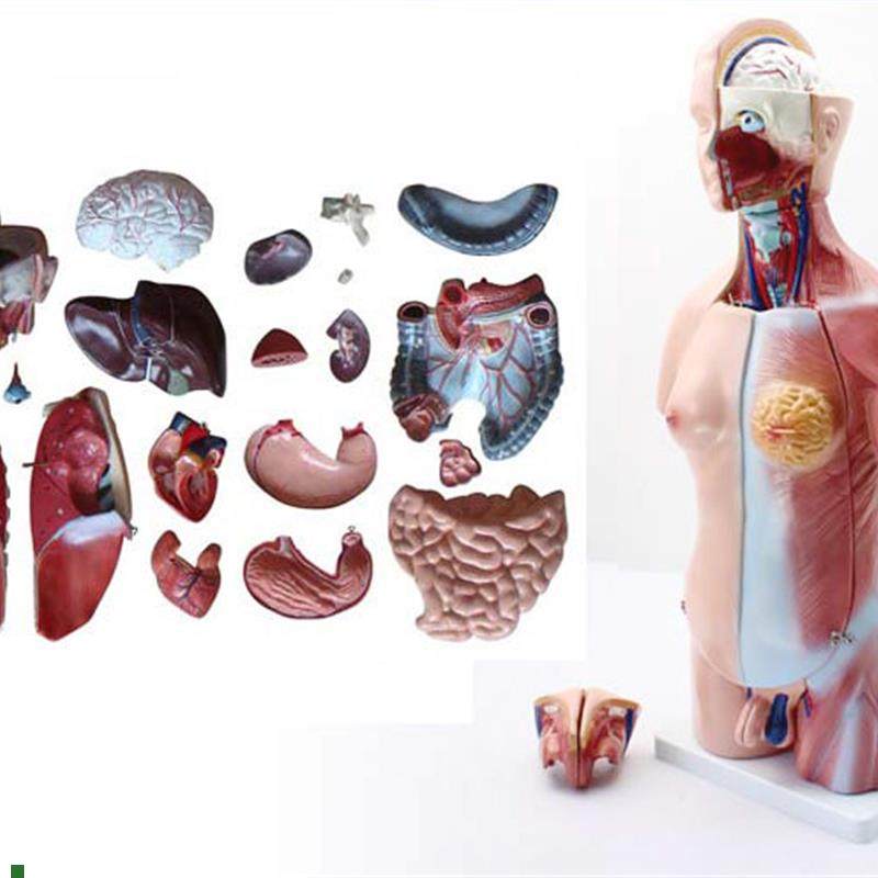 ENOVO颐诺45CM两性躯干模型C人体内脏器官解剖结构模型人体解剖中,文具电教/文化用品/商务用品,教学标本/模型,淘宝优惠券,粉丝福利购,淘宝优惠卷