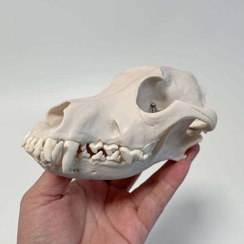 犬头骨模型口腔牙齿上下颚彷真塑胶D狗骨头动物医生宠物医院教具