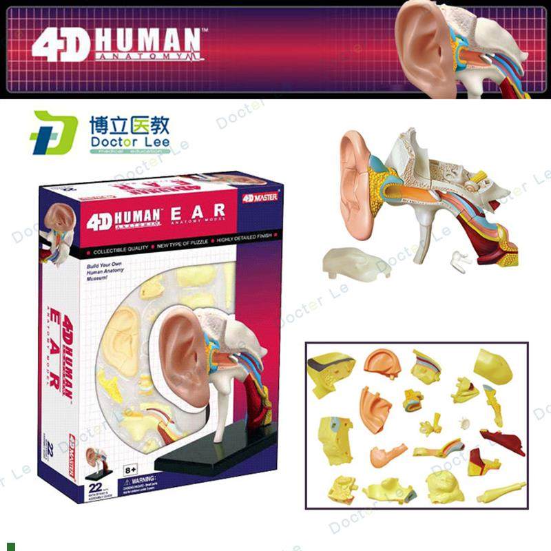 4DMasterj人体耳朵耳道解剖拼装模型1:1器官医学教具采耳立体模型