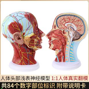 头部矢状断d层解剖头颈部解剖耳鼻喉科模型人体大脑模型头浅表模