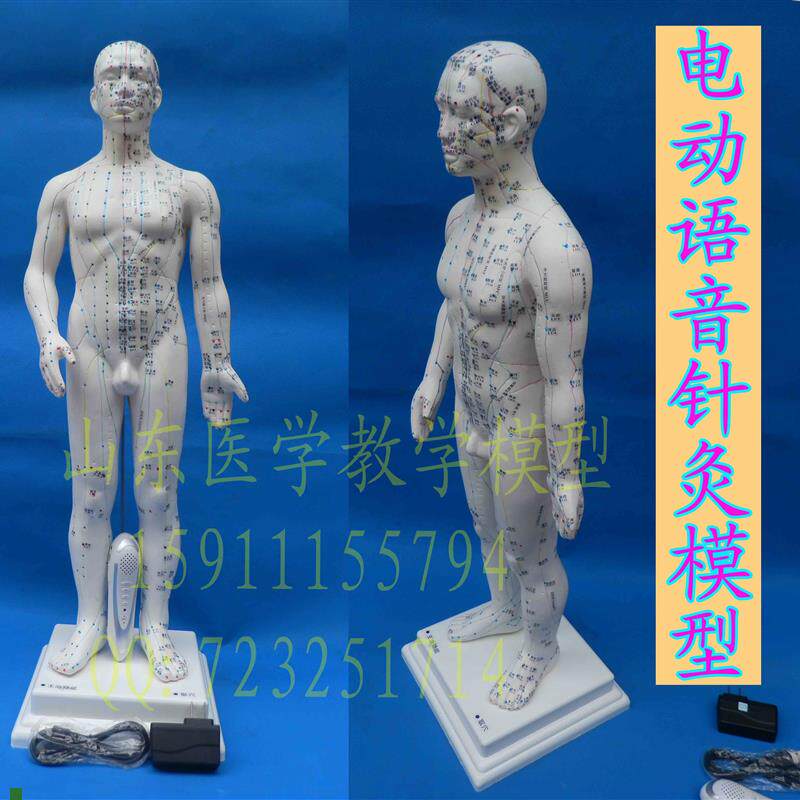 高级智能语音点读人体穴位模型z正品保证语音点读人体针灸经络模