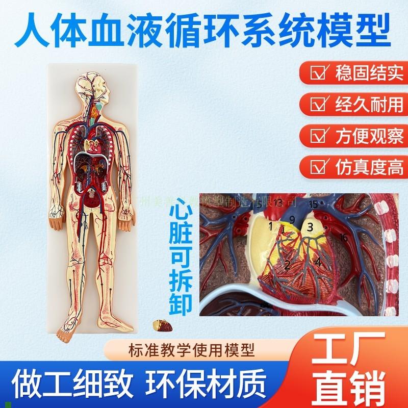 医学仿真人d体血液循环系统模型心脏外科动脉静脉神经血管解剖教