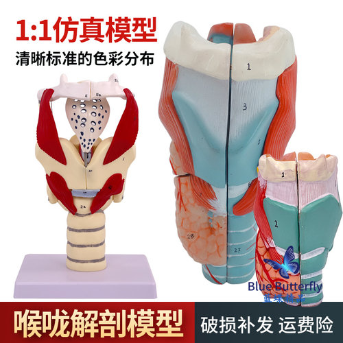 喉咙解剖咽喉模型 2倍放t大标本喉部血管甲状腺喉结头医院教学模