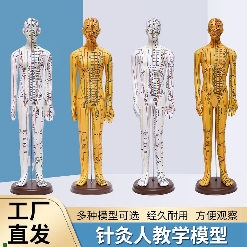 5262CM超清人体针灸穴位模型C十二经络通铜色中医教具刻字版男女