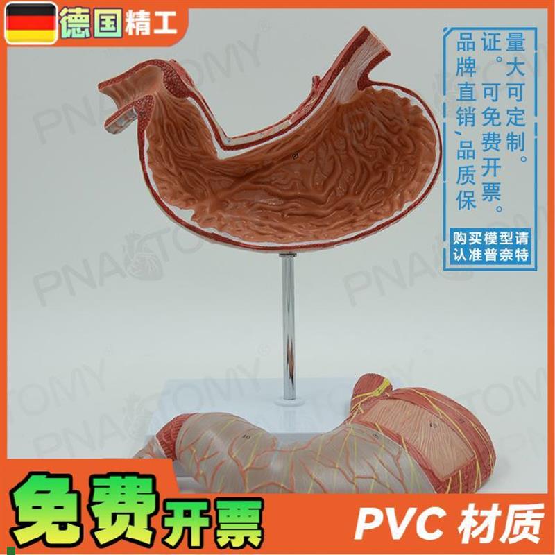 德国】人体内脏肠k胃解剖模型消化系统胃肠道胃黏膜食管教学消化