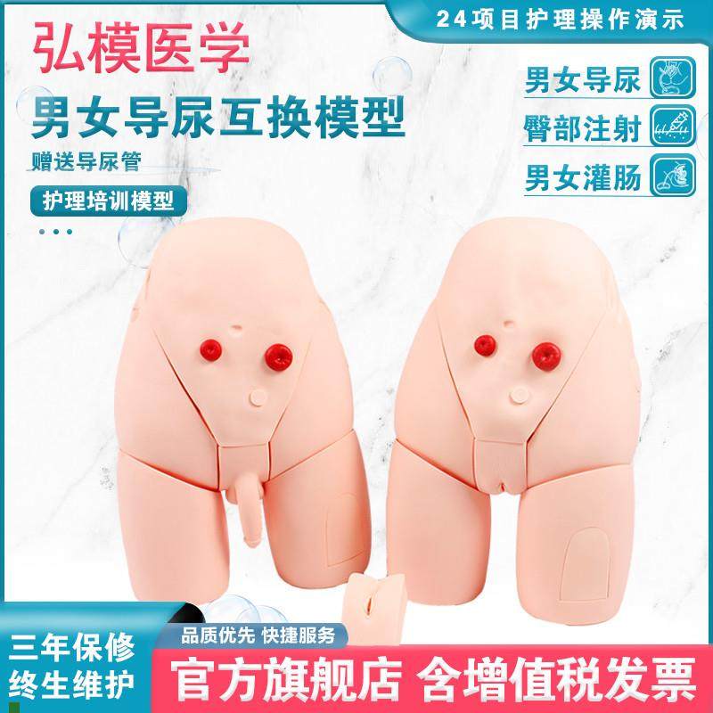 弘模灌肠及导尿模型男性内外生D殖解剖模型男女导尿训练模型