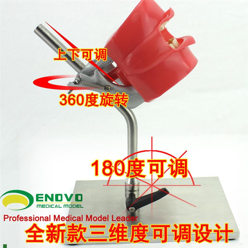 ENOVOd正品口腔仿生头模系统牙科医生培训制备仿真备牙齿教学模型