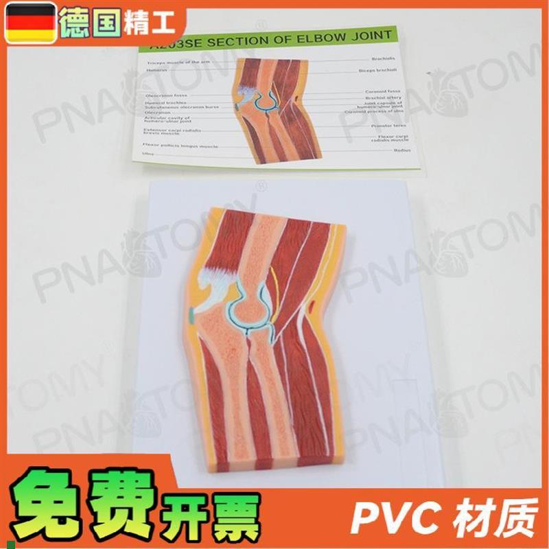 德国】人体eMRI肘关节骨骼肌肉剖面构造解剖模型医学骨科疼痛科教