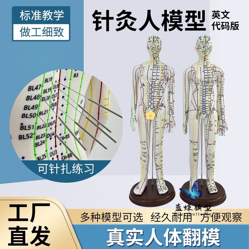 英文代码版人体全身经络穴位模型 高清刻字彩N色超清晰中医针灸