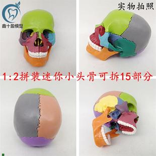 15部件拼装人体头骨p模型彩色迷你小骨头解部模型可拆卸头颅骨模