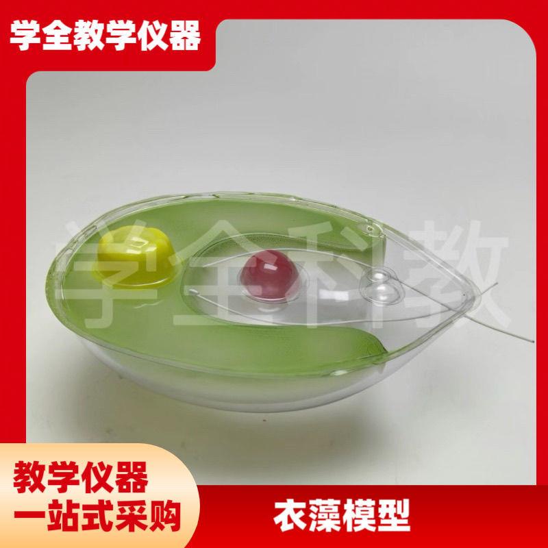 衣藻模型单d细胞绿色植物生物课教学仪器初高中实验室装备仿真透