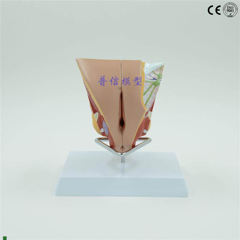 普信女性内外生殖器系统模型睾丸模型计划Q生育用品子宫模型