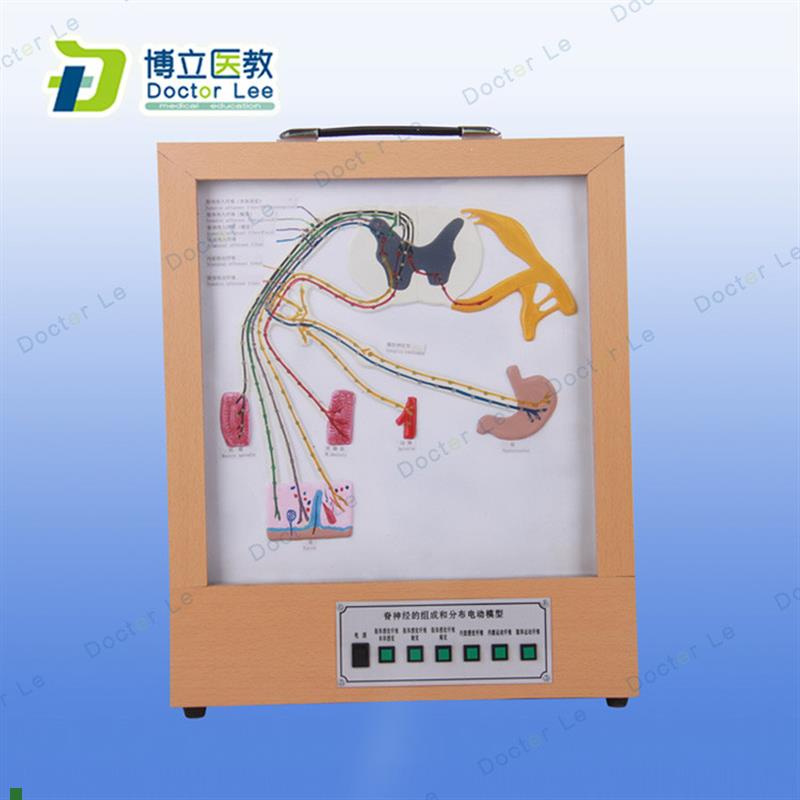 人体脊椎脊神经的组成和C分布电动模型人体教具模型