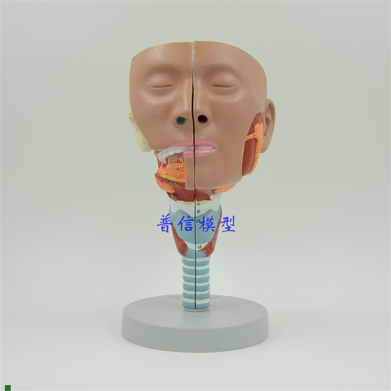 普信咽肌模型喉解剖模型咽喉模型口鼻模型S舌肌解剖头模型