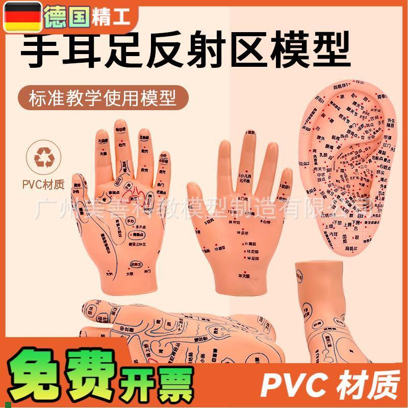 手部穴位针灸模j型足底按摩脚部按摩艾灸穴位足部耳穴模型