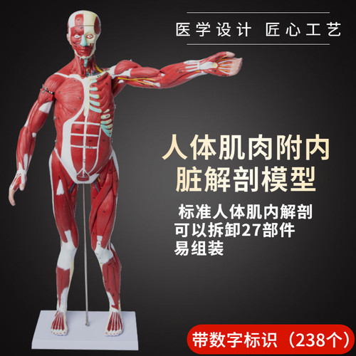 人体全身肌肉解剖模型可拆卸27件 人体肌肉内脏解剖W构造演示教具