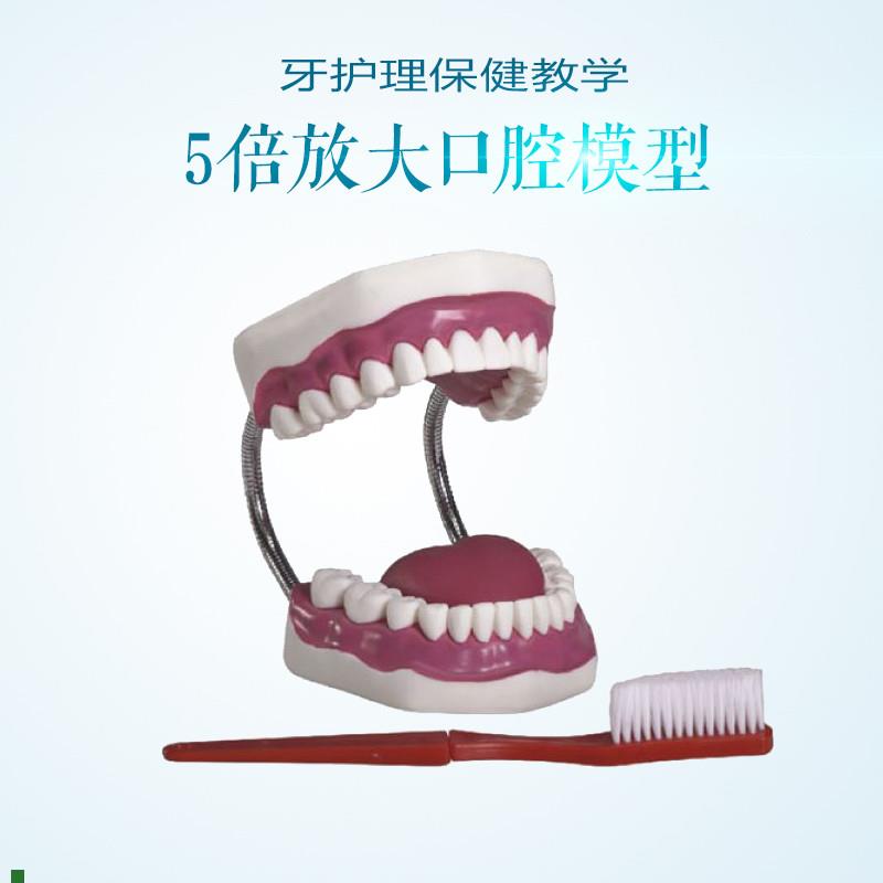 5倍放大牙护理保健模型t放大五倍牙齿模型口腔护理展示教学道