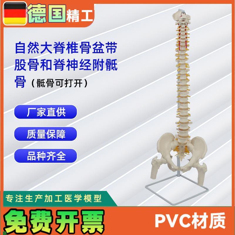 自然大脊椎骨盆带股骨和脊神经附骶J骨(骶骨可打开)模型