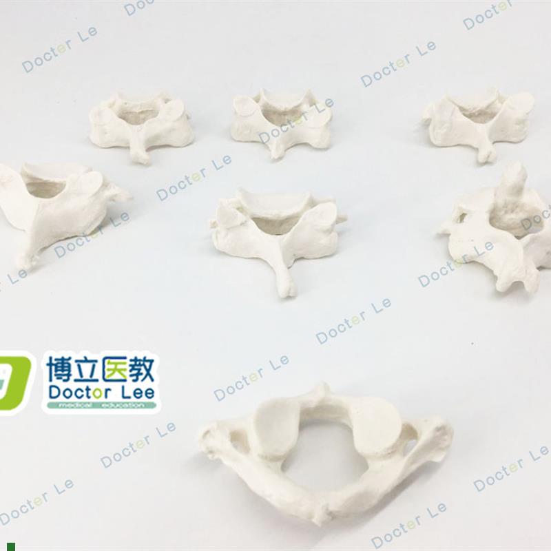 人体骨骼模型散骨脊柱7节颈椎骨椎模型医用Q教学脊颈椎散骨模型