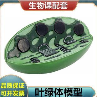 叶绿体模型植物细胞生物教学用具植物根尖小麦花双子Y叶桃花单子