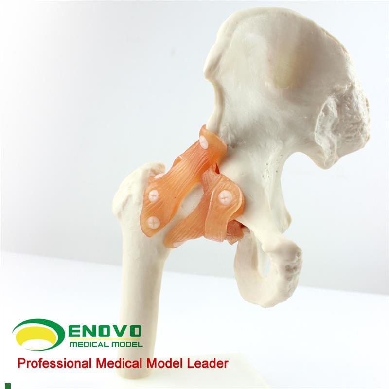 ENOVO颐诺人体髋关节股关节模型人体H骨骼模型运动骨骨科科髋关节