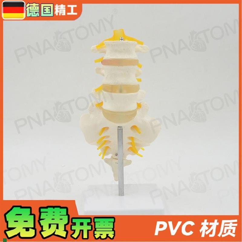 德国】11人体腰椎带尾骨v模型椎间盘脊神经骶骨尾椎骨脊椎脊柱