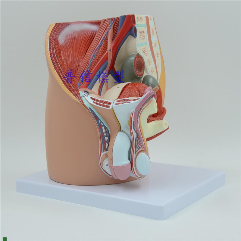 普信计生模型男性生殖泌尿盆腔系统模型男性骨T盆正中矢状切模型