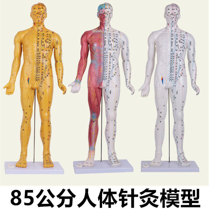 针灸穴位人体模型 经络小人针灸铜人 中医用人体大号模U型男女85c