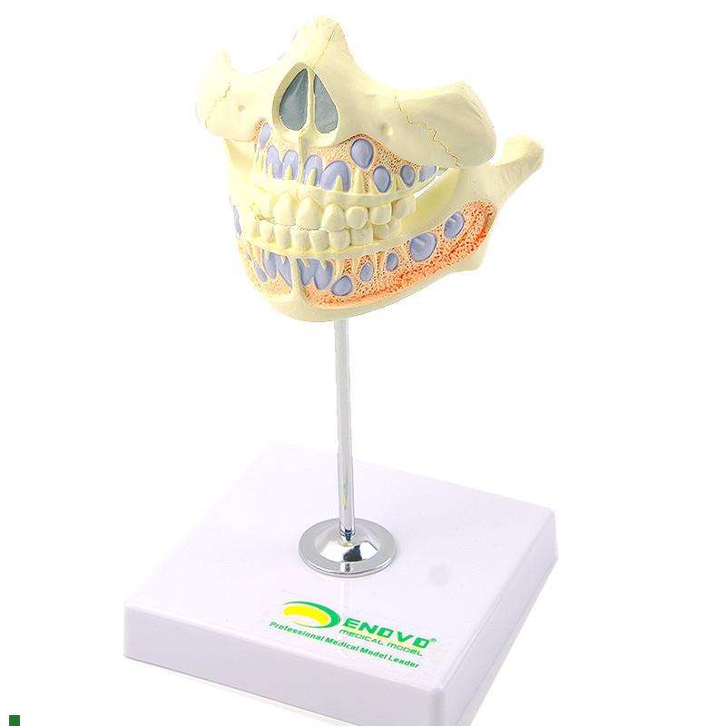 ENOVOd颐诺乳牙牙列模型儿童口腔齿科牙医培训教学医生教具乳牙