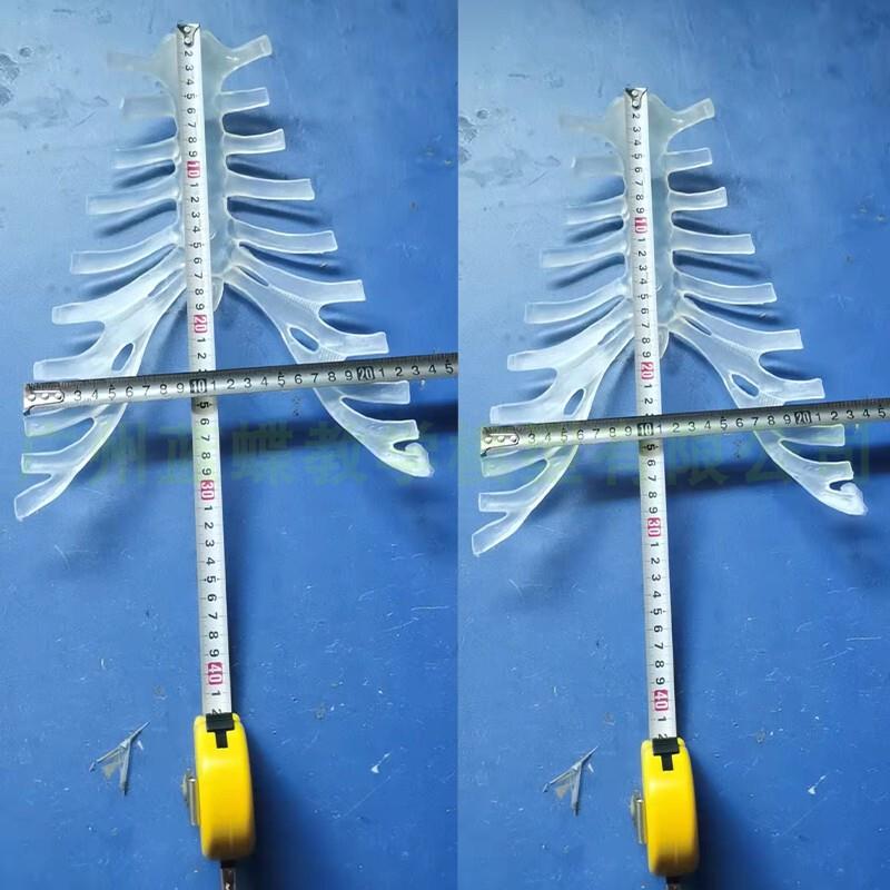 人体骨骼模型170CM人体B的透明胸骨仿真人骨架教学模型