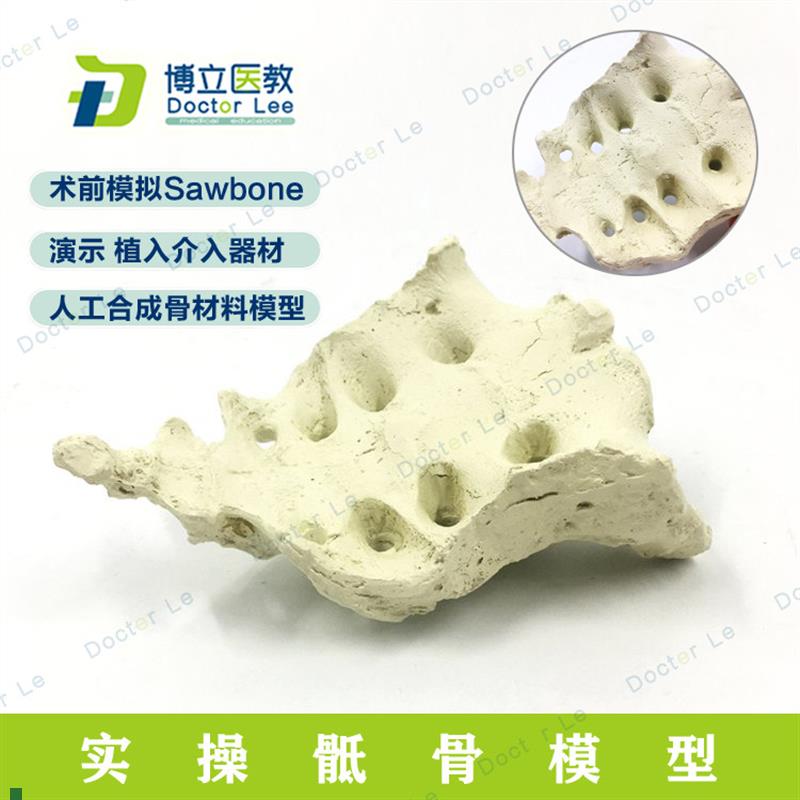 仿真股骨模型骨科pfna操作Sawbone人工皮质骨松Z质骶骨模型