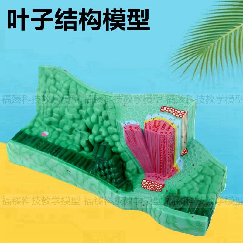 植物叶子模型 植物导管筛管 单子叶双H子叶植物茎初中高中教学仪