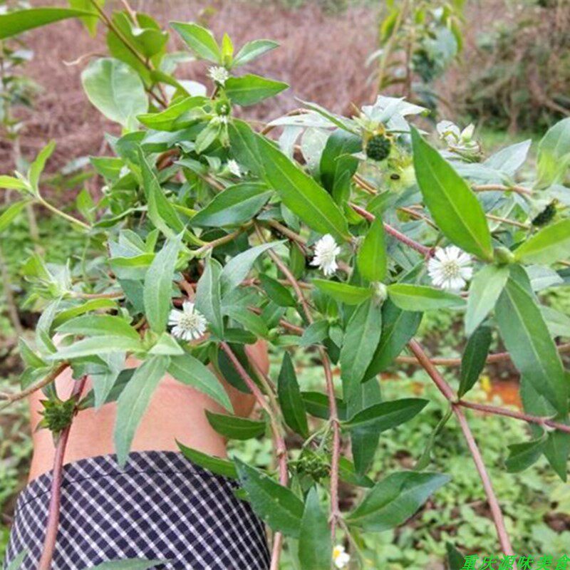 墨旱莲苗乌心草养生泡脚泡茶泡酒煲汤阳台庭院窗台农家中药材盆栽