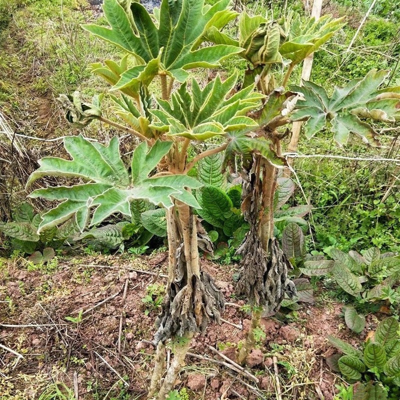 通花根通草通打根苗阳台庭院楼顶养生滋补煲汤泡酒农家中药材盆栽