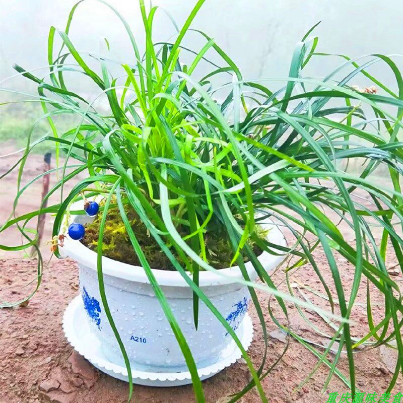 土麦冬苗地麦冬庭院阳台窗台滋补养生泡酒泡茶煲汤农家中药材盆栽