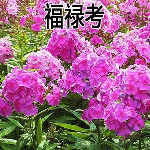 芝樱花种子丛生多色福禄考草种绣球草籽四季室外阳台景区花海园艺