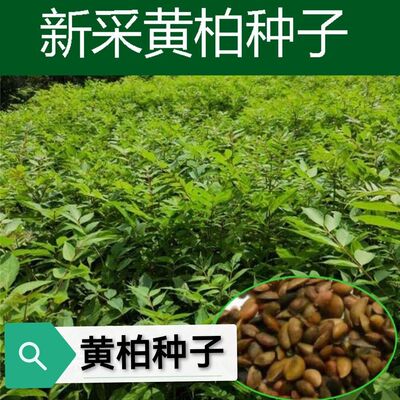 药材黄柏种子黄檗元柏檗木川黄柏种子绿化林木苗木树种子黄菠萝籽