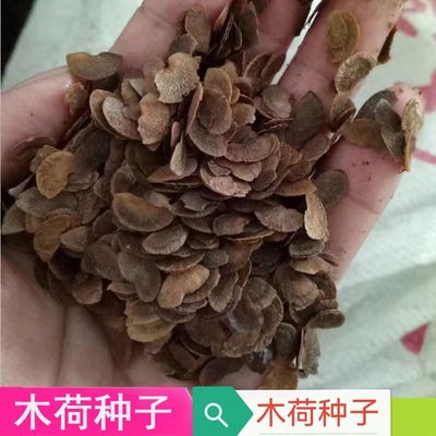 木荷种子林木种子木荷树种荷木荷树种子园林绿化行道树种子