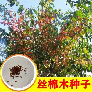丝绵木种子 丝棉木树苗种子 丝棉木树种 丝棉木嫁接卫矛 林木种子