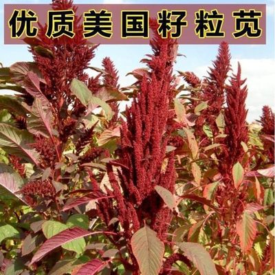 美国籽粒苋种子千穗谷 蛋白畜禽牧草草了羊牛猪青贮 黑白黄