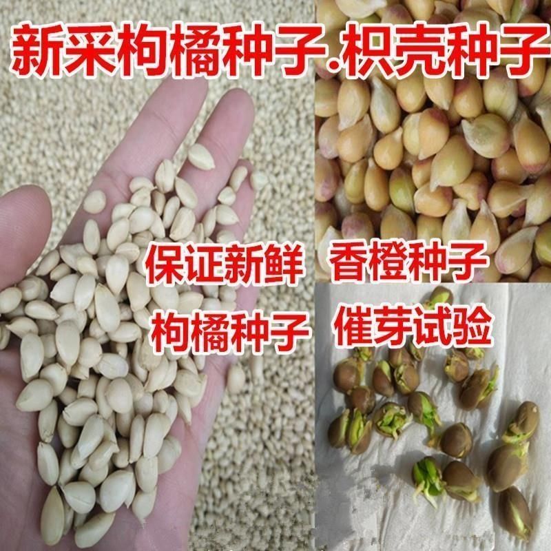 枳壳种子 枸橘种子-大量枸枳实种子 铁篱寨种子-嫁接柑橘包邮四季