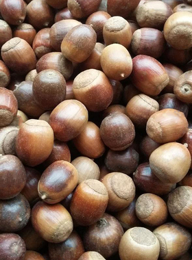 新采苗木种子 栎树种子 橡子种子 橡树种子 栗茧 蒙古栎 种子