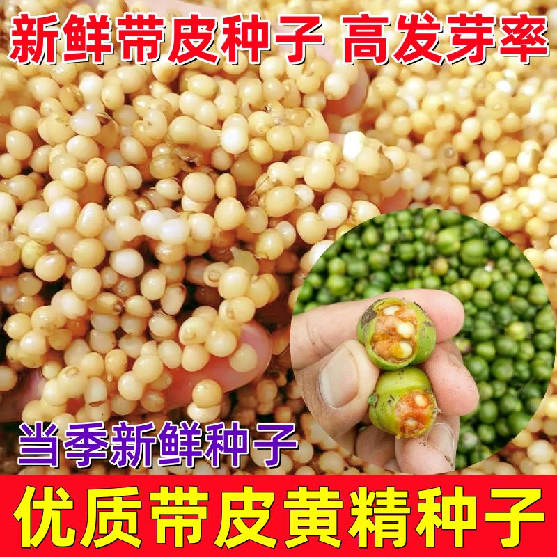 新鲜黄精野生鸡头黄精种子带芽老虎姜种苗带皮黄精种黄精苗黄金苗